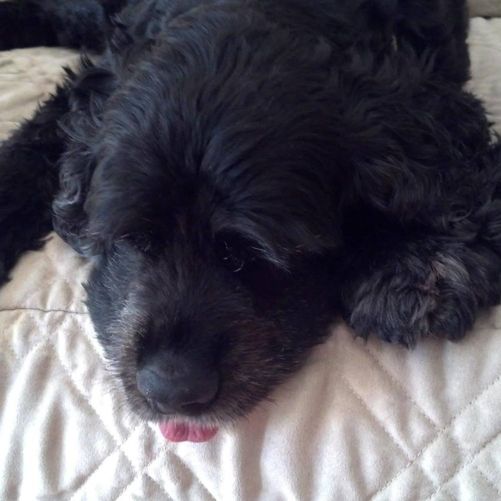 Meet your Posher, Sasha